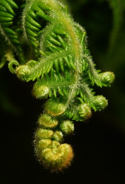 lionfloss:Fern Fronds