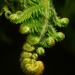 lionfloss:Fern Fronds