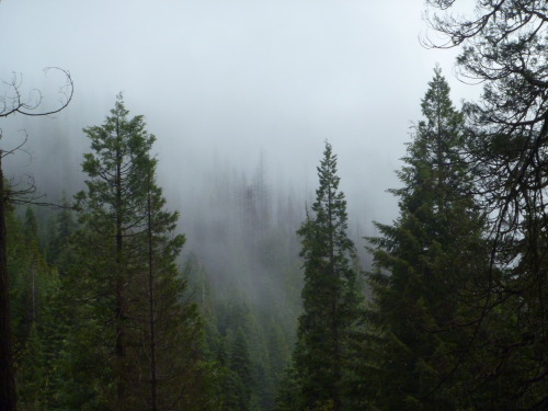 eileenkphotography:  Misty Day in the Klamath National Forest ~ Eileen Kitayama 2016