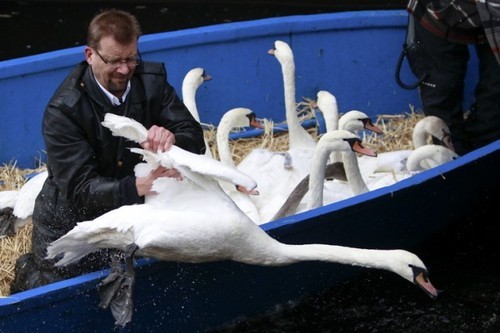 ooksaidthelibrarian:  chaoticallyprecise:  SO in Britain all the swans may belong