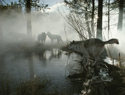 wolveswolves:  Gray wolves (Canis lupus) from the Sawtooth pack Picture by Jim and