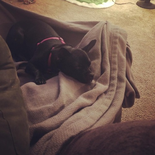 Sleeping pupperoni  #dogsofinstagram #puppiesofinstagram #sleepingpuppy #dog (at Oak Grove, Oregon) 