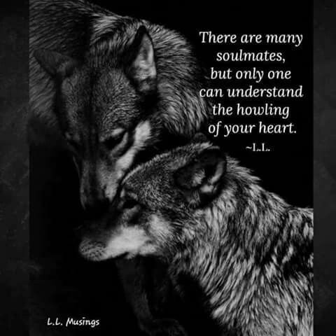 sir-master-wolfy:   