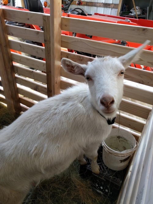 ratfarm: It was so cold (below zero) that the new goat kid had to come in the house for the night. I