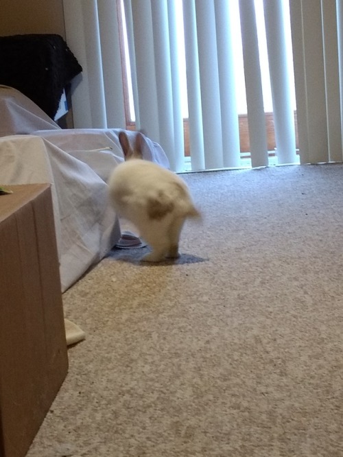 Bunnies In Motion Part 2
