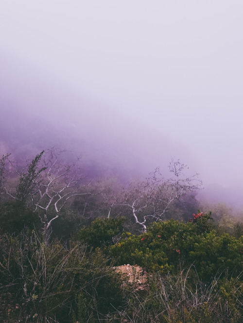 leahberman: Fog sigh La Tuna Canyon Park, California instagram