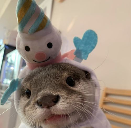 thingssthatmakemewet:  brebstick:  source: https://www.instagram.com/ponchan918/  Otters are so fckn cute!! I want one or two or 10 😍💖  Yessss, love otters! 