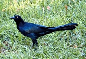 Great-tailed Grackle Appreciation Post