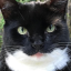 endlesssorrowsofacat