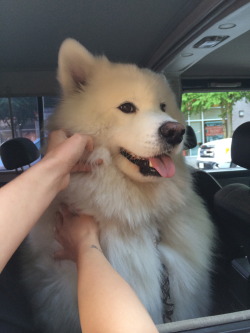 thecutestofthecute:  Pet the marshmalllow