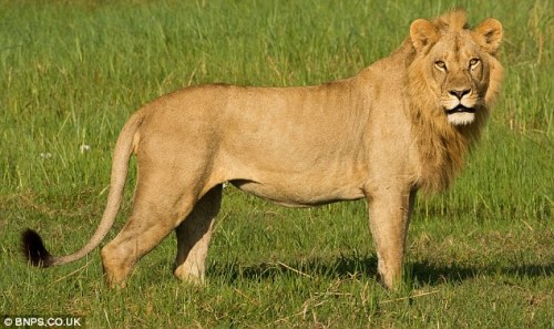 fyanimaldiversity: Lion (Pantherus leo) Lions with suspected Barbary lion blood are being bred back 