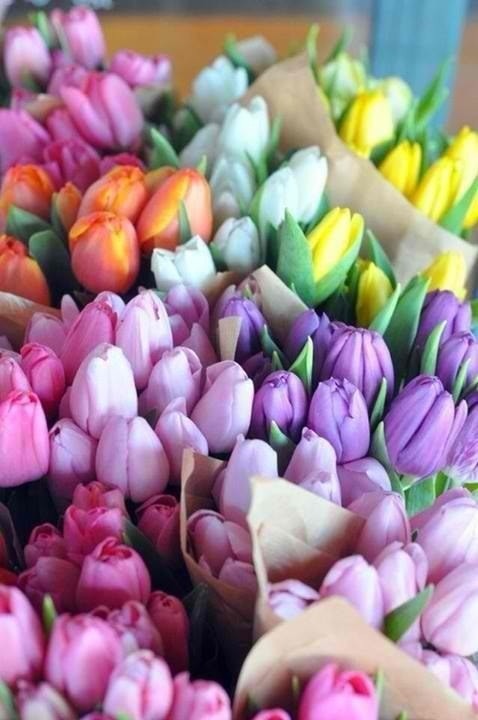 this-odd-in-me:   i would love to have some tulips <3 🌷🌷🌷  