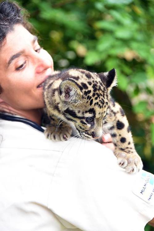 UPDATE: Zoo Miami&rsquo;s Clouded Leopard CubsThe staff at Zoo Miami knows that their fans are eager