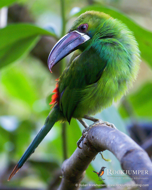 Photo of the Day – The Crimson-rumped Toucanet (Aulacorhynchus haematopygus) is a noisy, inqui