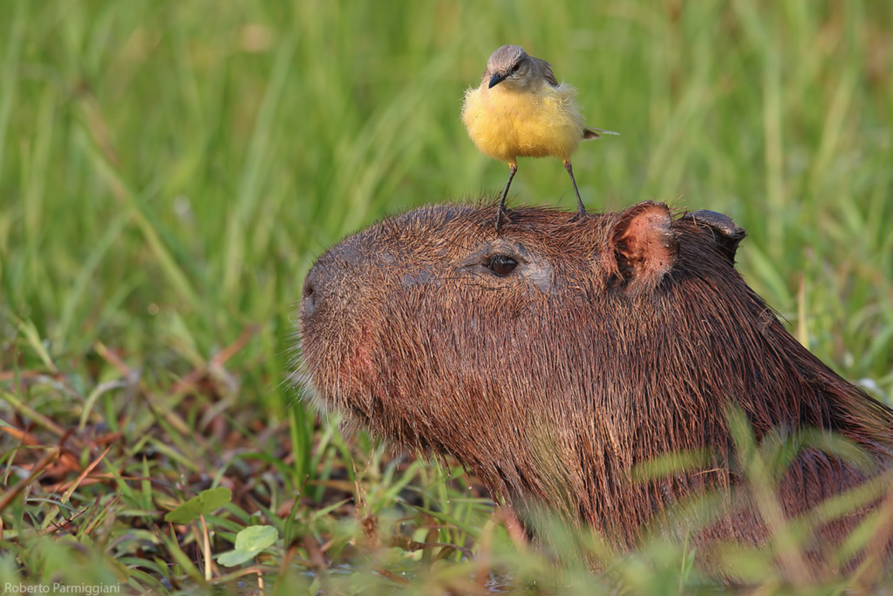 Sassy bird sitting on a capybara