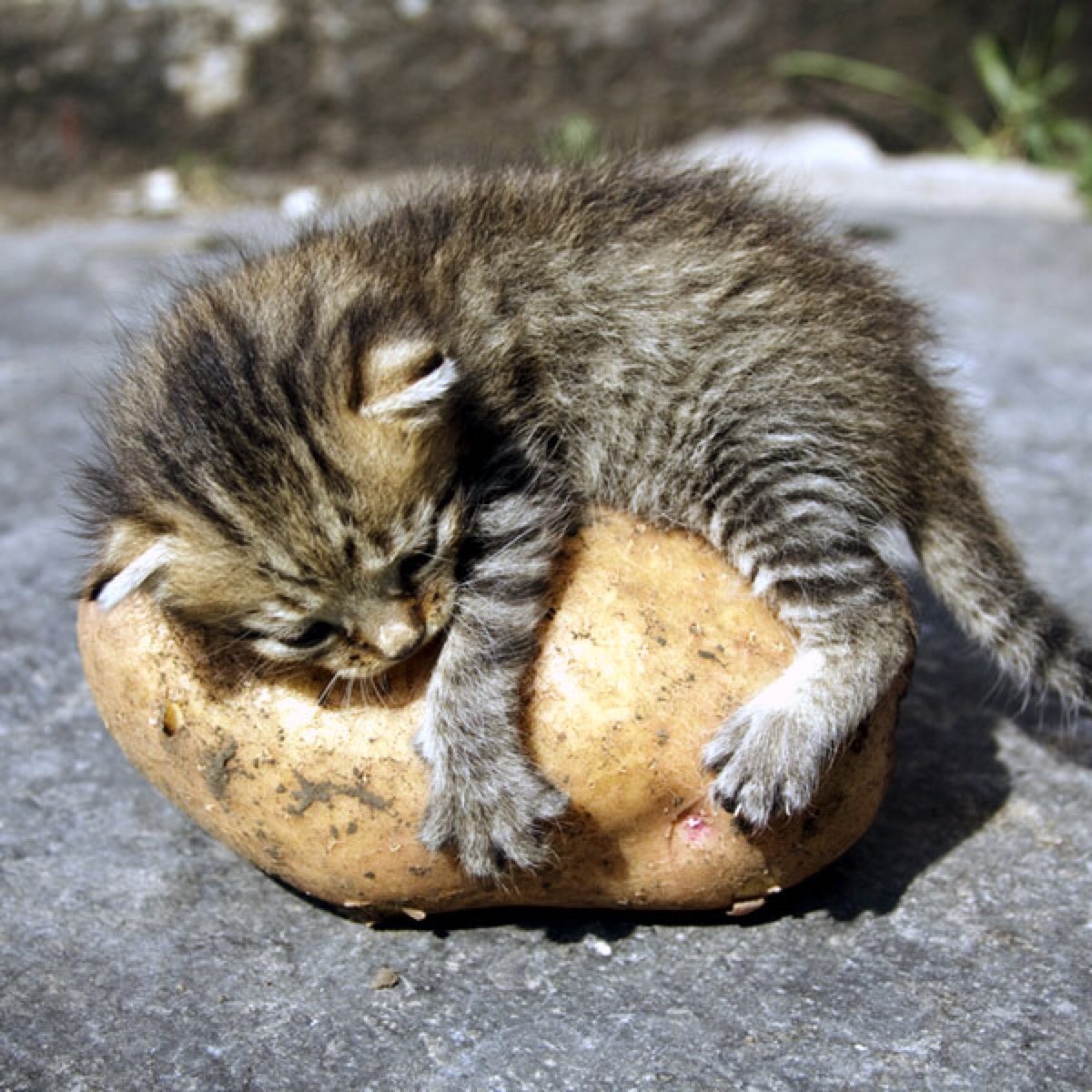 khoshekhs:  margotkim:  khoshekhs:  i just googled “fat potato cat” and this