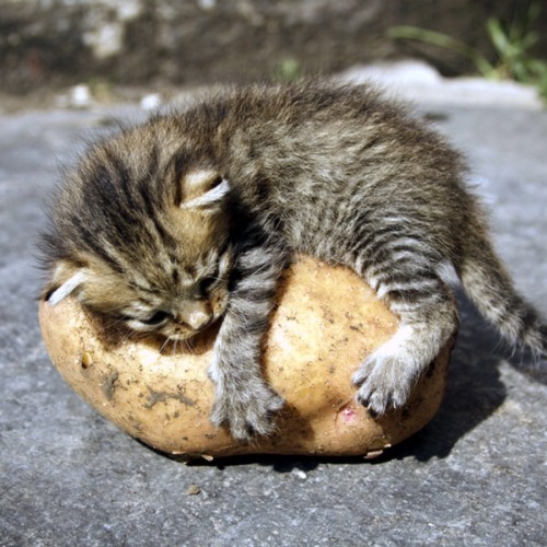 thearcalian:khoshekhs:margotkim:khoshekhs:i just googled “fat potato cat” and this isn’t exactly wha