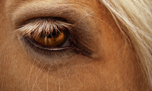 Horses Do Not Graze Near Their Own Dung! Because it&rsquo;s gross, obviously, and horses realize tha