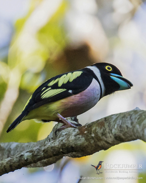 rockjumperbirdingtours: Photo of the Day – The Black-and-yellow Broadbill (Eurylaimus ochromal