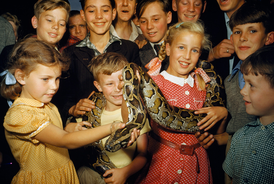 natgeofound:  Children hold an Indian python in a London zoo, June 1953.Photograph