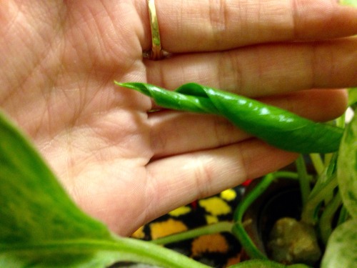 My Marbeled Queen!Epipremnum aureumThis is actually the first plant I ever owned - I got her as a Ch