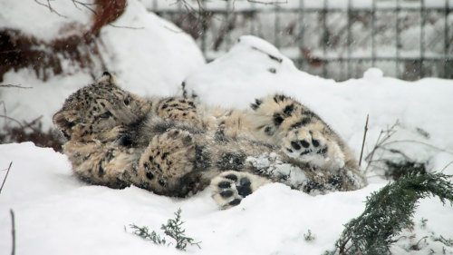 awesome-picz:    Snow Leopards Love Nomming On Their Fluffy Tails. 