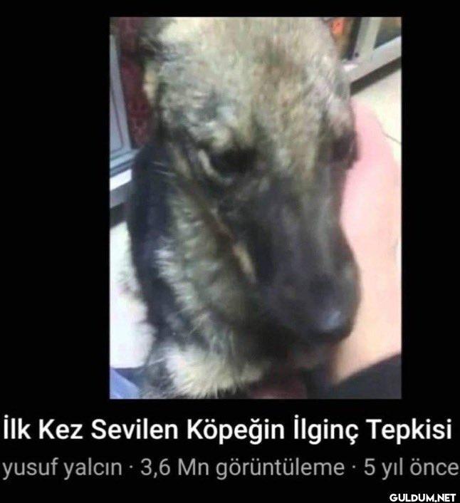 İlk Kez Sevilen Köpeğin...