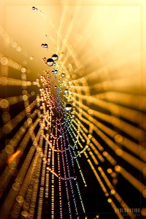 followthewestwind:  (via macro photography) 