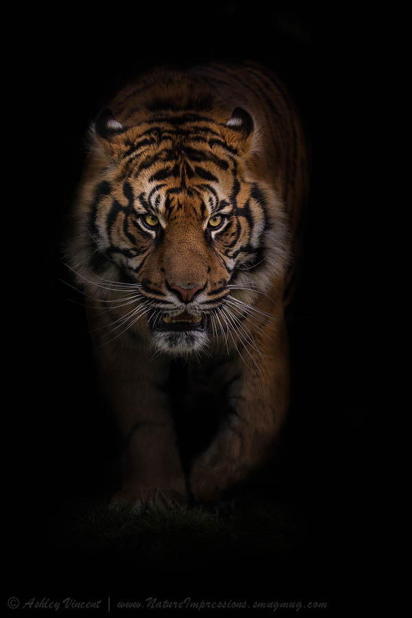 benthix:  Purposeful Strides by Ashley Vincent  Nice