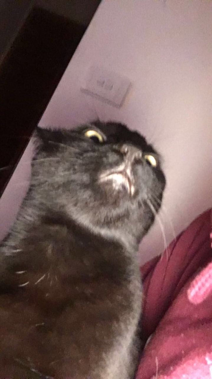 unflatteringcatselfies:  This is goose and I would say these photos are quite flattering