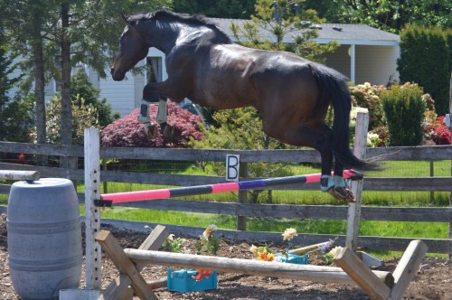 allaboutthateq: warmbloodz: palominah: warmbloodz: Uh, link? You jumped that a little too well. Hot