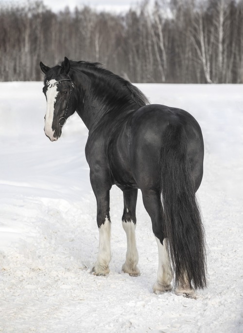 russianhorses:Vladimir Heavy Draft stallion Kara-Aldyn