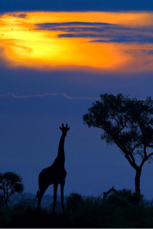 gl0vving:Giraffe at Sunset || Mario Moreno
