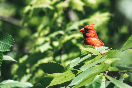 ampphoto:  Curious Cardinal ampphoto.tumblr.com 