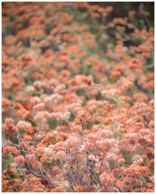 fatchance: California buckwheat (Eriogonum fasciculatum), Hemet, California. 