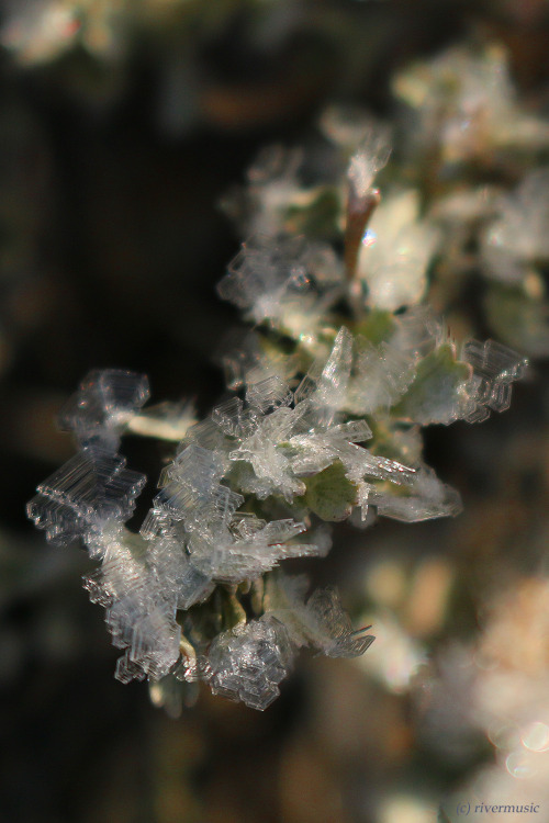rivermusic:  The Fifth DimensionIce crystals on sagebrush, Grand Teton National Parkphoto by rivermusic, Nov. 2015
