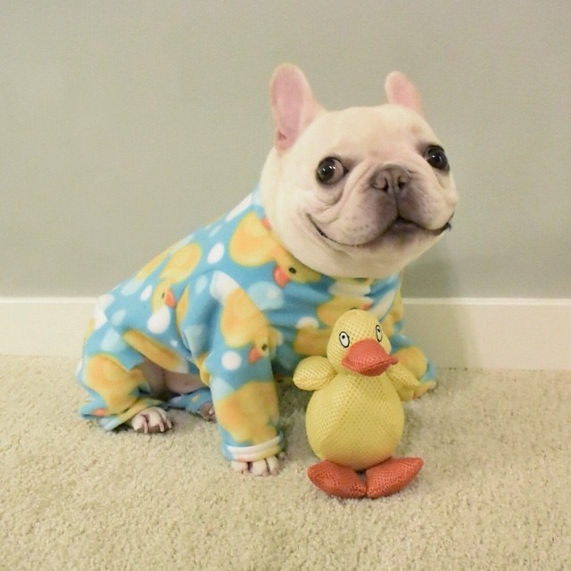 batpigandme:  &ldquo;Can I pleeeeeease stay in my pupjamas all day?&rdquo;
