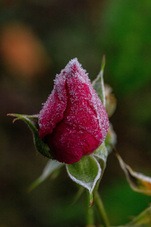 nature-hiking:Frosted rose 1-5/? - Zaltbommel, The Netherlands, November 2020photo by nature-hiking