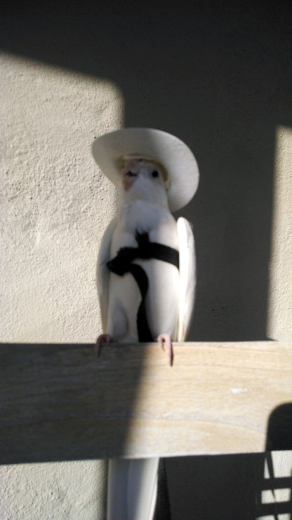 gunterthetiel:Things I can put on Gunter’s head pt. 14