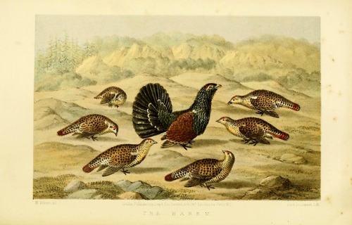 wapiti3: The game birds and wild fowl of Sweden and NorwayBy Lloyd, L. (Llewelyn), 1792–187 Pu