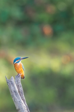 tect0nic:  Kingfisher by Marc Besancenot via 500px. 