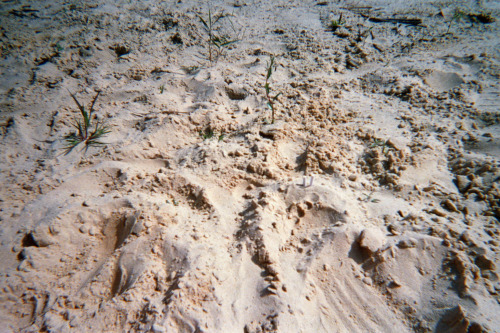 A beautiful day in Zamość, Poland.  August 2020~ Kodak Daylight SUC 800 ASA