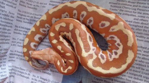 thlpp:  fattynoodles:  blurrysnakescales:  fattynoodles:  Jubilee from hatching until now! She&rsquo