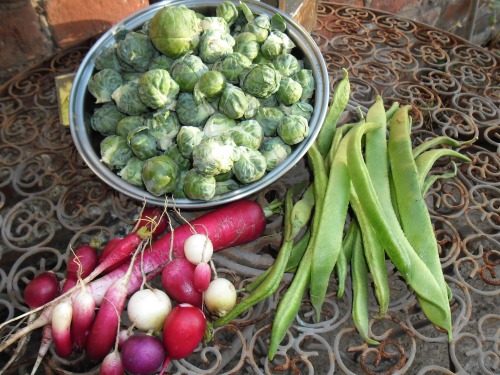 Today&rsquo;s harvest. Sprouts, Beans and Radish.