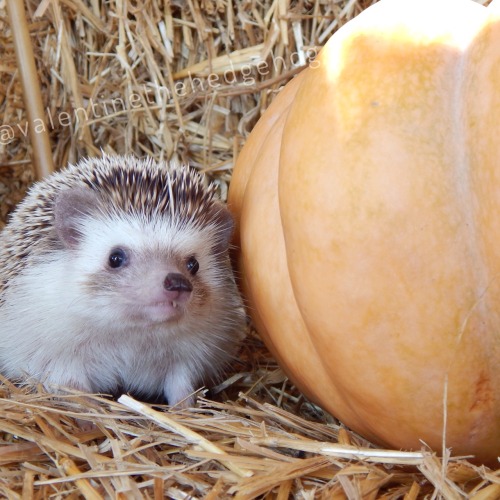 valentinethehedgehog:  Mama and I went to a farm today and took pictures!