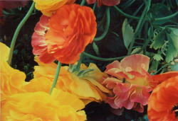 zzzze:  Ernst Haas  Buttercup, New York Botanical Garden “1984 (1993 print) Dye-transfer Print (color) 30.4 × 44.6cm 