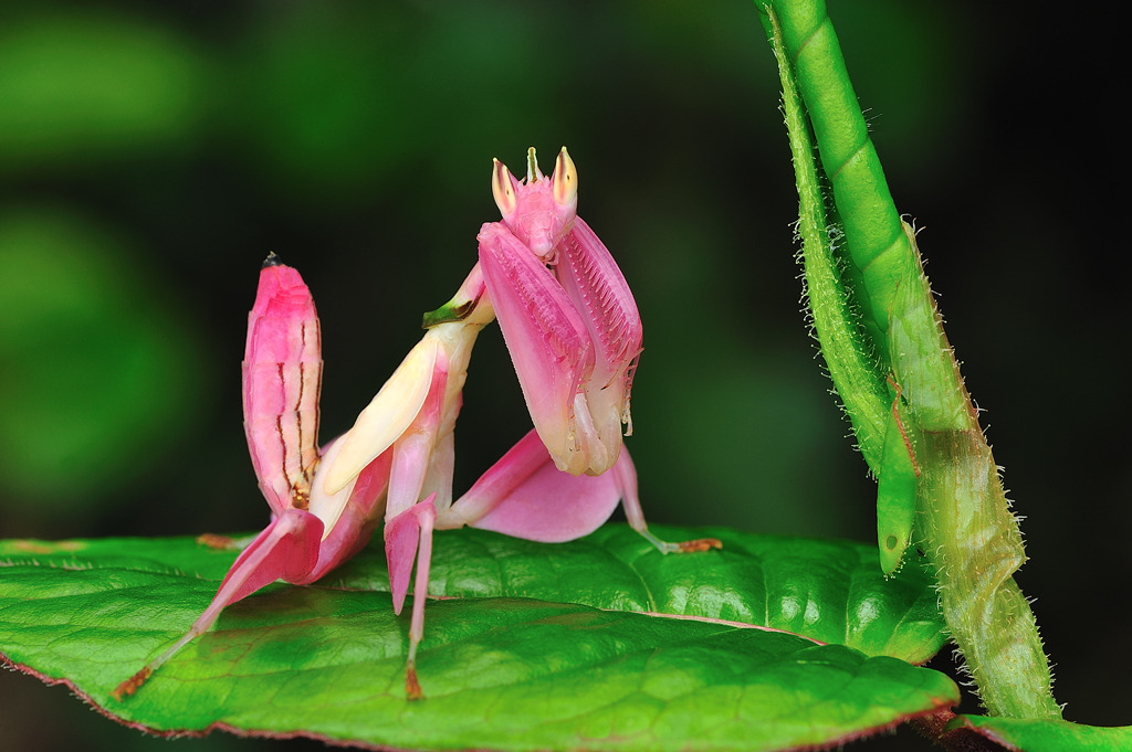 tinalovesmuffins:   Orchid Mantis   Too cool