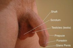 theforeskinisgoodforthepenis:  Hello, my lovely followers. My recommendation: Have a look at this site. It’s really worth reading.  http://acroposthion.com/