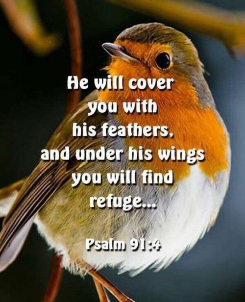 He will cover you with his feathers, and under his wings you will find refuge; his faithfulness will