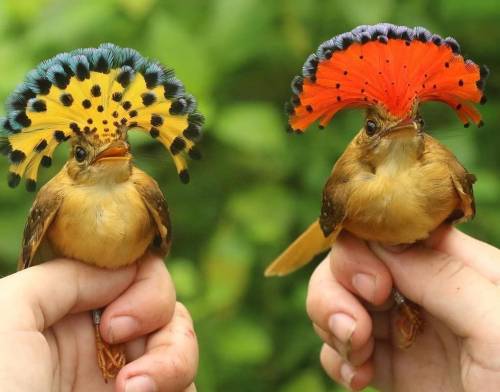 misterlemonzafterlife:  alanspazzaliartist:Yellow crest: female, red crest: male. 😍These spectacular birds, called The Pacific Royal Flycatchers (Onychorhynchus coronatus occidentalis), in Italian Pacific Royal Flycatcher, live in the western part